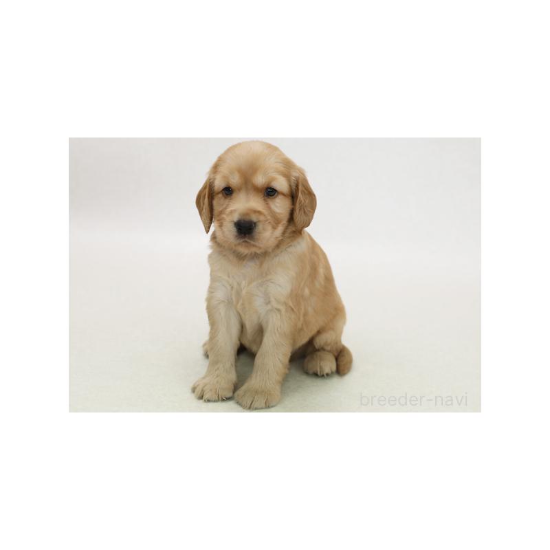 販売中の神奈川県のミックス犬-402963